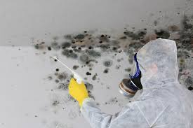 Best Attic Mold Removal  in USA